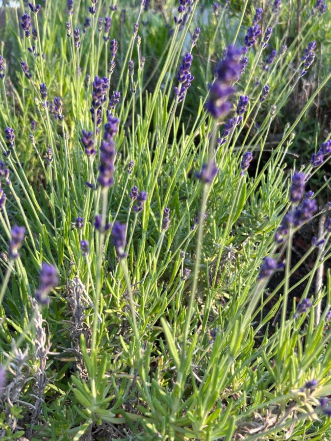 Ferienhaus Lavendel Obergurig Bagian luar foto